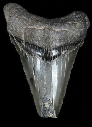 Serrated, Angustidens Tooth - Megalodon Ancestor #54197